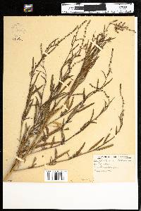 Atriplex littoralis image