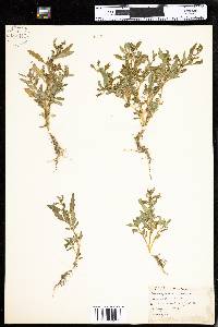 Chenopodium glaucum image
