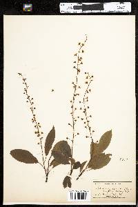 Prunus serotina var. serotina image