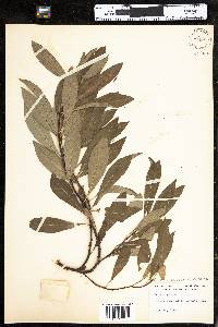 Prunus pumila image