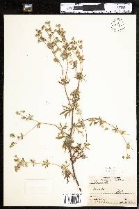 Potentilla argentea image