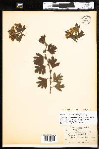 Crataegus monogyna image