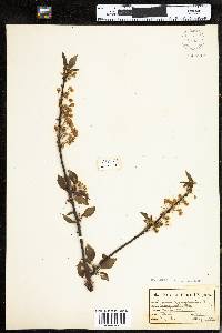 Prunus pensylvanica var. pensylvanica image