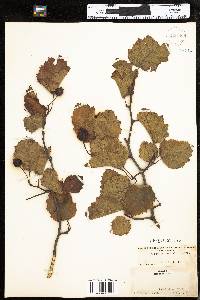 Crataegus submollis image