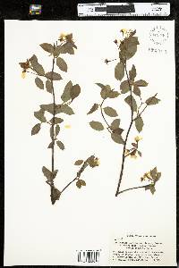 Amelanchier bartramiana image