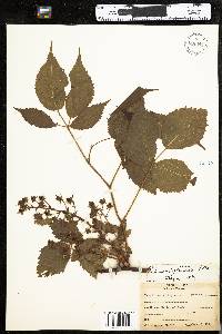 Rubus allegheniensis image