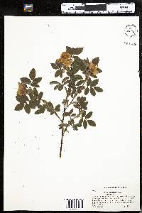 Rosa cinnamomea image