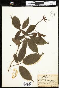 Rubus canadensis image