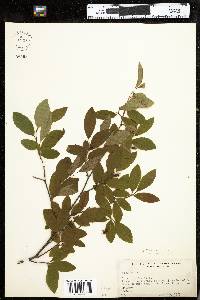 Amelanchier bartramiana image