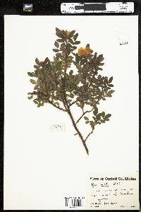 Rosa nitida image