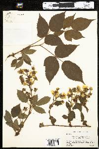 Rubus allegheniensis image