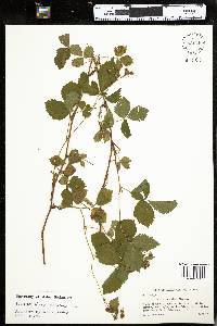 Rubus vermontanus image