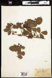 Rubus recurvicaulis image