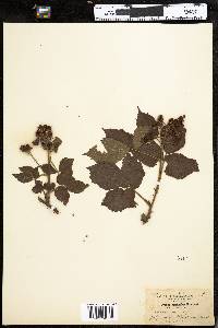 Rubus pensilvanicus image