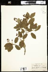 Amelanchier intermedia image