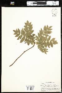 Sorbus aucuparia image