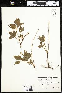 Rubus pubescens image