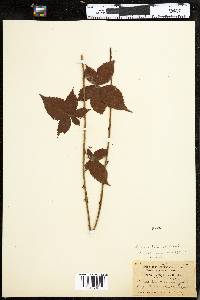 Rubus flagellaris image