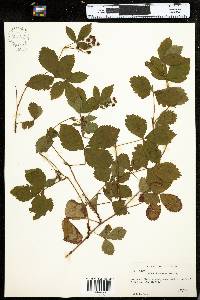 Rubus vermontanus image