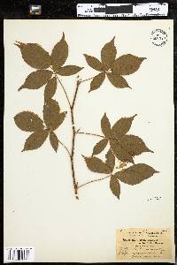 Rubus elegantulus image