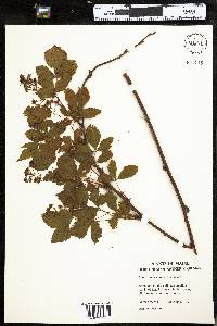 Rubus recurvicaulis image