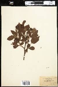 Rubus elegantulus image