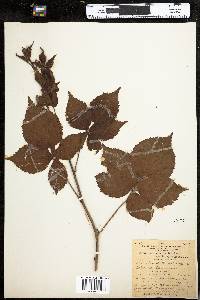 Rubus recurvicaulis image