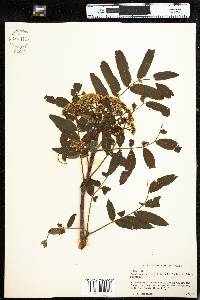 Sorbus decora image