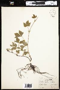 Rubus pubescens image