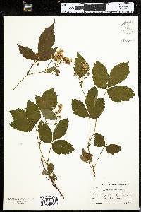 Rubus vermontanus image