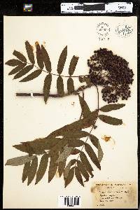 Sorbus americana image