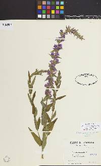 Lythrum salicaria image