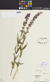 Lythrum salicaria image