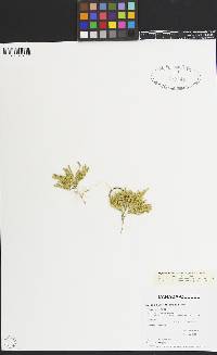 Lycopodium sitchense image