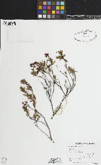 Image of Kalmia polifolia
