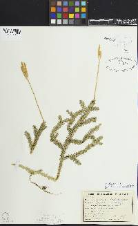 Lycopodium clavatum image