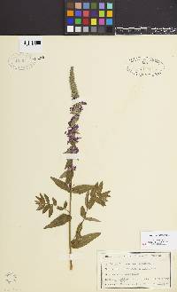 Lythrum salicaria image