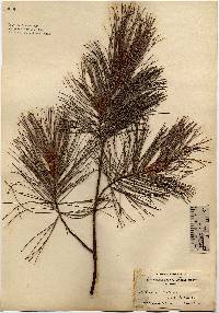 Image of Pinus strobus