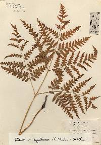 Pteridium aquilinum image