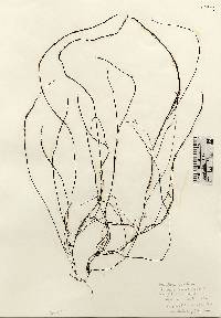 Image of Gracilariopsis lemaneiformis