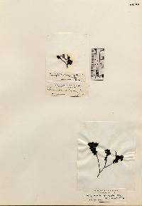 Brachytrichia quoyi image