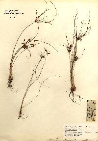 Cyperus grayi image