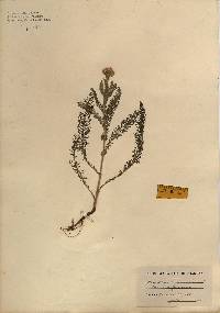 Achillea millefolium var. occidentalis image