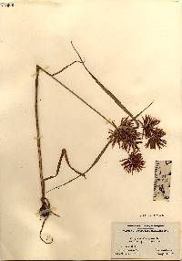 Cyperus strigosus image