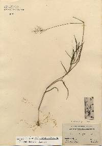 Dichanthelium acuminatum subsp. columbianum image