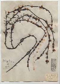 Ascophyllum nodosum image