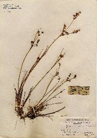 Juncus acuminatus image