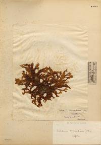 Sebdenia monardiana image