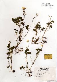 Oxalis dillenii image