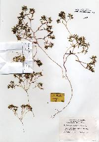 Chamaesyce polygonifolia image